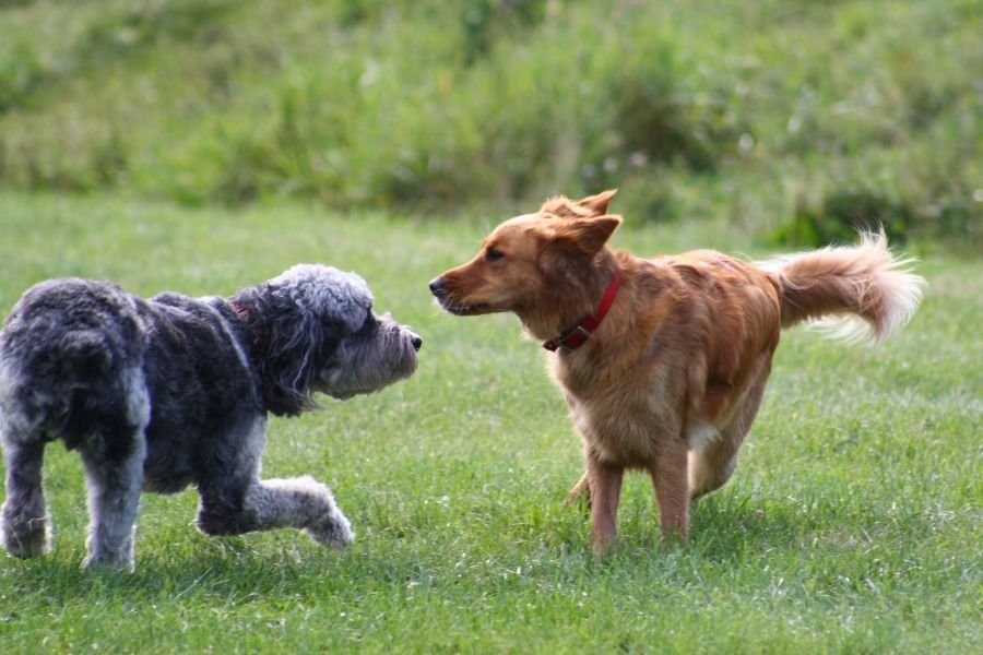 Creche legal de cachorro