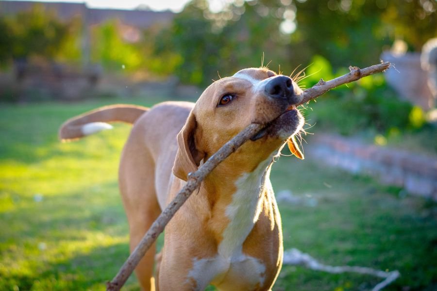 Creche legal de cachorro